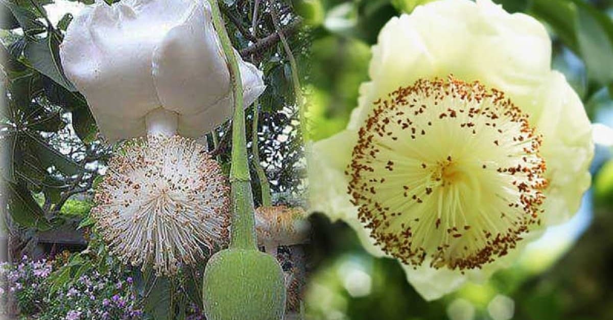 baoba-flor-close1