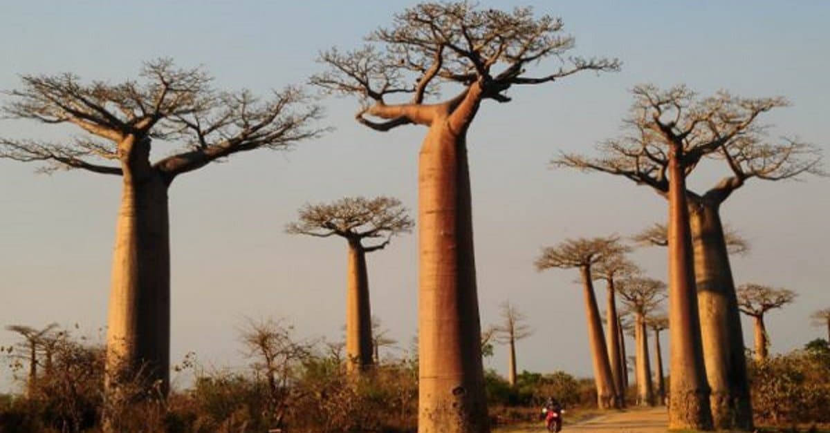 baobá-arvores-1