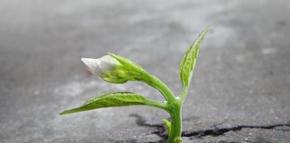 Tudo muda o tempo todo no mundo… Uma reflexão sobre ressignificação