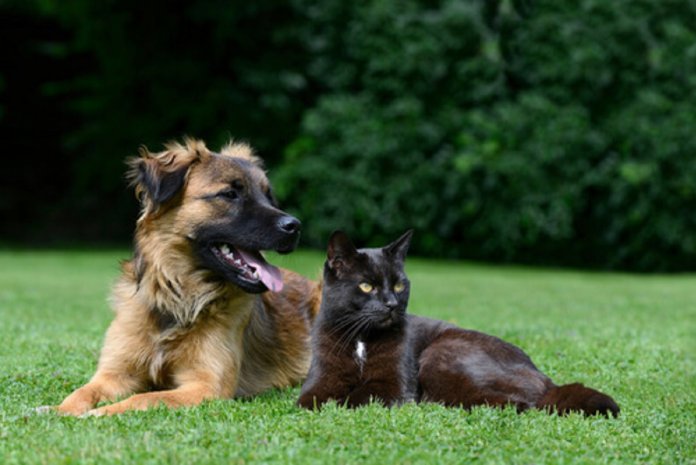 Conheça a sua personalidade através do seu animal de estimação