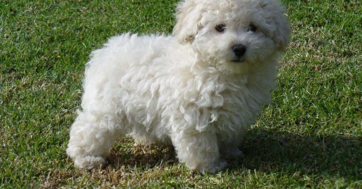 poodle-toy