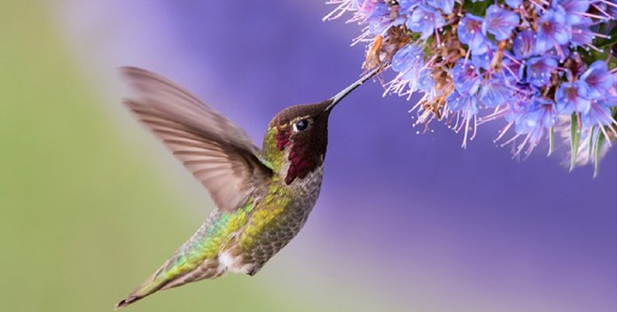 O voo do beija-flor, uma lição a nos ensinar… por Marinaldo Matos