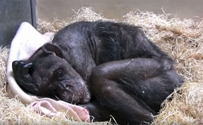 agrandeartedeserfeliz.com - Chimpanzé de 59 anos, prestes a morrer, reage de maneira emocionante ao ouvir a voz de seu cuidador preferido!