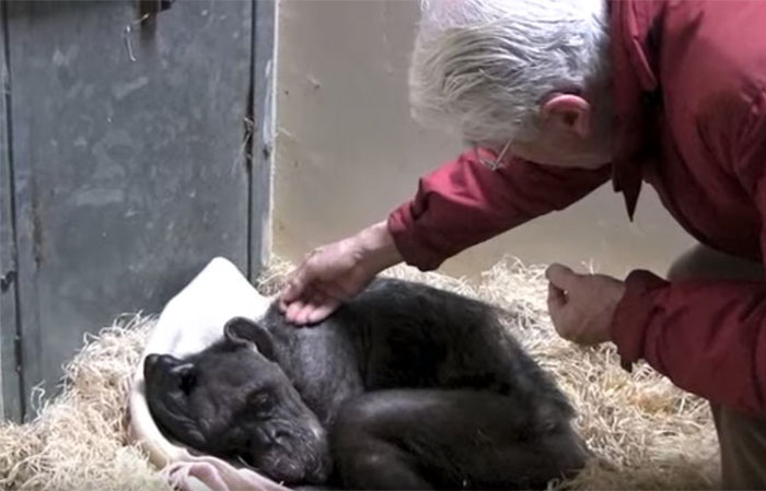 agrandeartedeserfeliz.com - Chimpanzé de 59 anos, prestes a morrer, reage de maneira emocionante ao ouvir a voz de seu cuidador preferido!