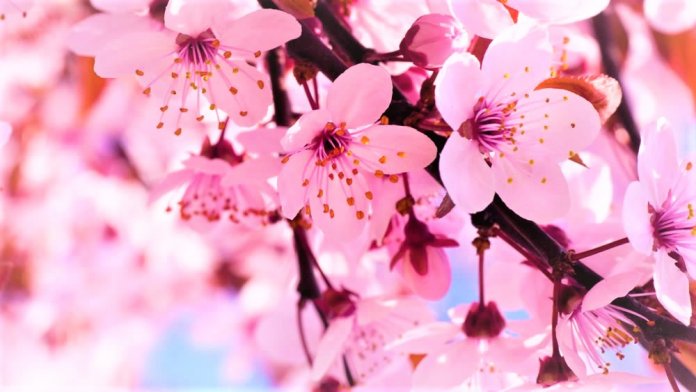 O ensinamento de sakura, a flor de cerejeira