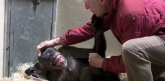 Chimpanzé de 59 anos, prestes a morrer, reage de maneira emocionante ao ouvir a voz de seu cuidador preferido!