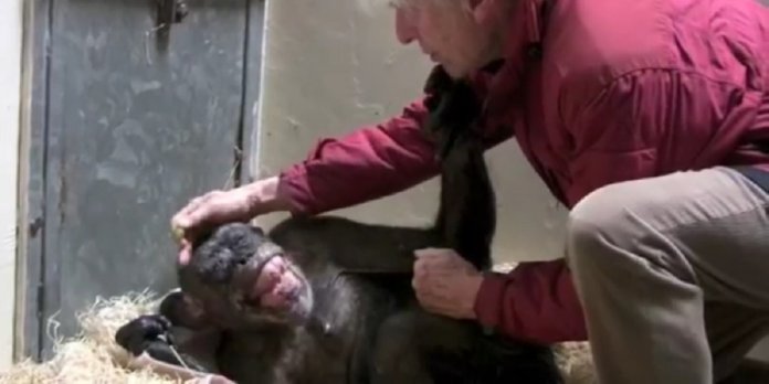 Chimpanzé de 59 anos, prestes a morrer, reage de maneira emocionante ao ouvir a voz de seu cuidador preferido!