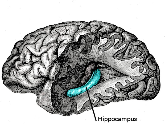 agrandeartedeserfeliz.com - Ser ‘esquecido’ pode ser um sinal de maior inteligência, segundo estudo