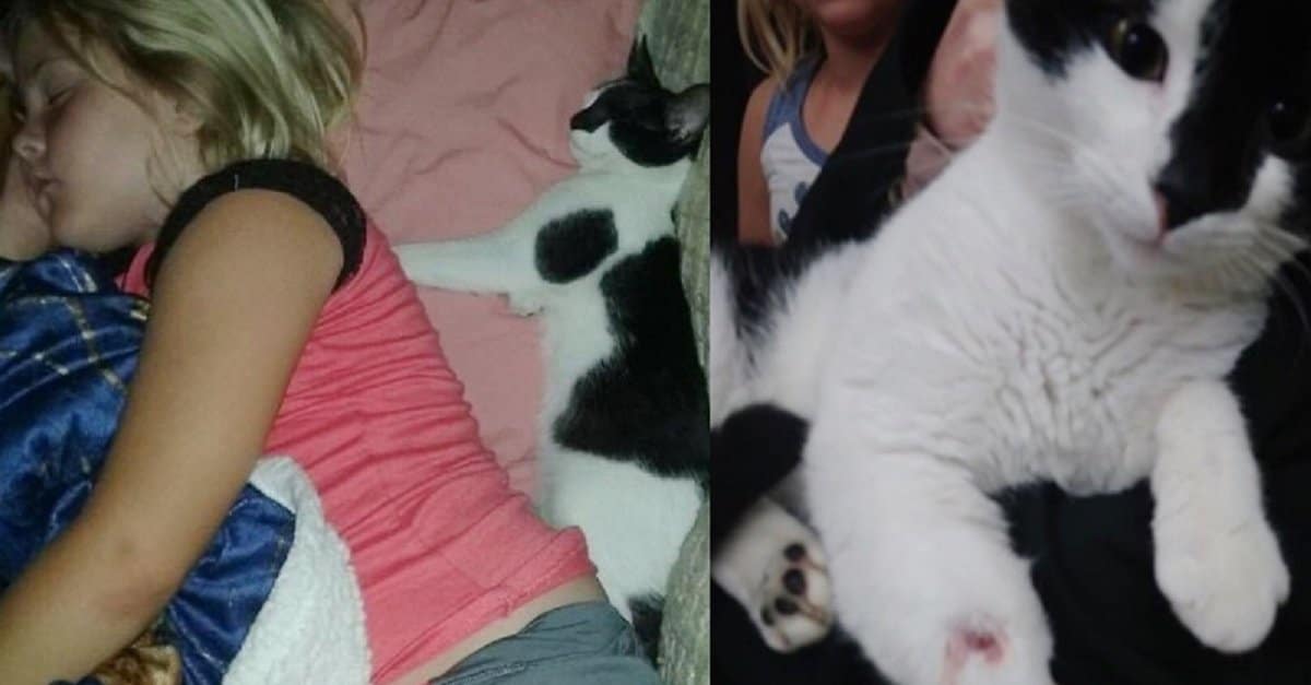 gato_cascavel