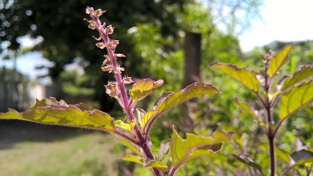 herbal-1615256_640
