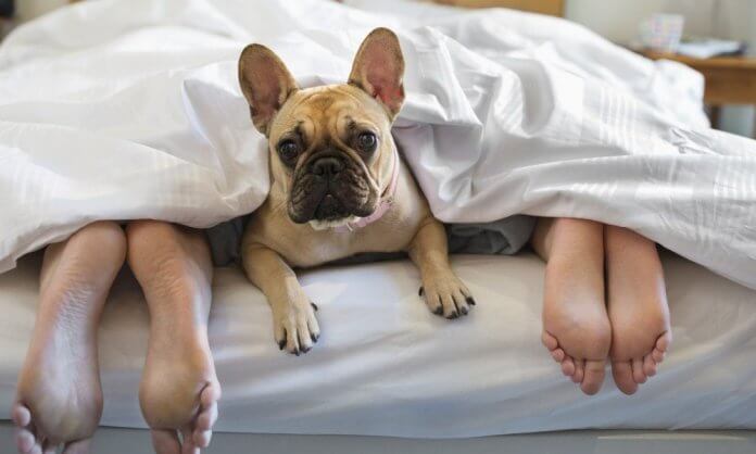 Melhor não dormir com seu cachorro ou gato na cama; saiba o porquê
