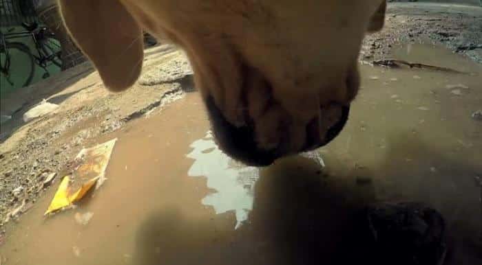 gopro-colocada-em-cachorro-de-rua-awebic-03