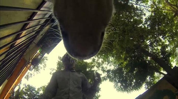 gopro-colocada-em-cachorro-de-rua-awebic-04