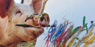 Conheça Pigcasso, a porca artista que pinta quadros que valem mil euros