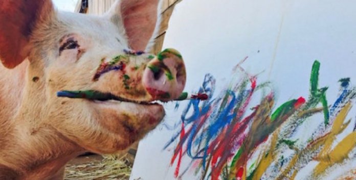 Conheça Pigcasso, a porca artista que pinta quadros que valem mil euros