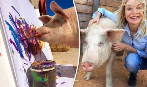 agrandeartedeserfeliz.com - Conheça Pigcasso, a porca artista que pinta quadros que valem mil euros