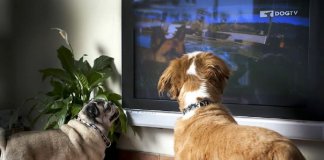 Será que os cães conseguem ver TV como nós?