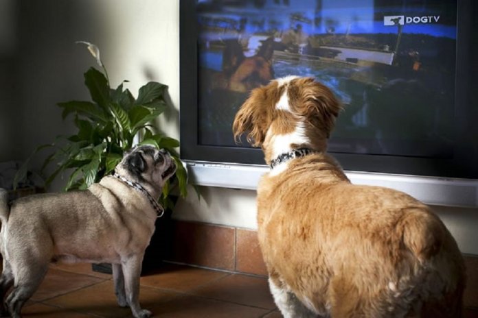 Será que os cães conseguem ver TV como nós?