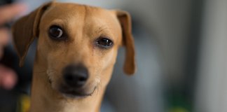 Estudo comprova: cães sabem quando estamos mentindo para eles 