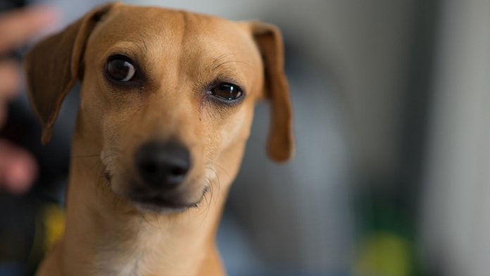 Estudo comprova: cães sabem quando estamos mentindo para eles 