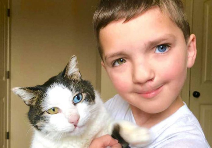 Vítima de bullying adota gato como ele: olhos e lábio leporino