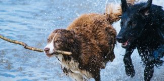 Cachorro tem alma, por Fabrício Carpinejar