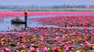 agrandeartedeserfeliz.com - Seja como a flor de lótus: renasça a cada dia diante da adversidade