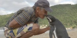 Pinguim volta todos os anos para agradecer brasileiro que salvou sua vida