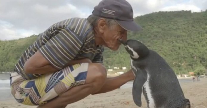Pinguim volta todos os anos para agradecer brasileiro que salvou sua vida