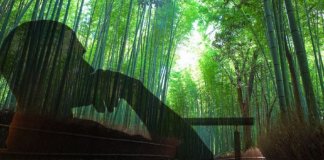 A samambaia e o bambu: uma fábula que você deve ler quando passar por um momento difícil