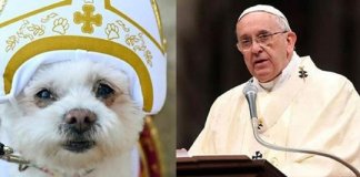 Papa Francisco diz que todos os cães merecem o céu.