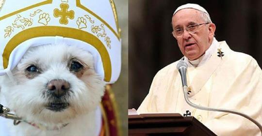 Papa Francisco diz que todos os cães merecem o céu.