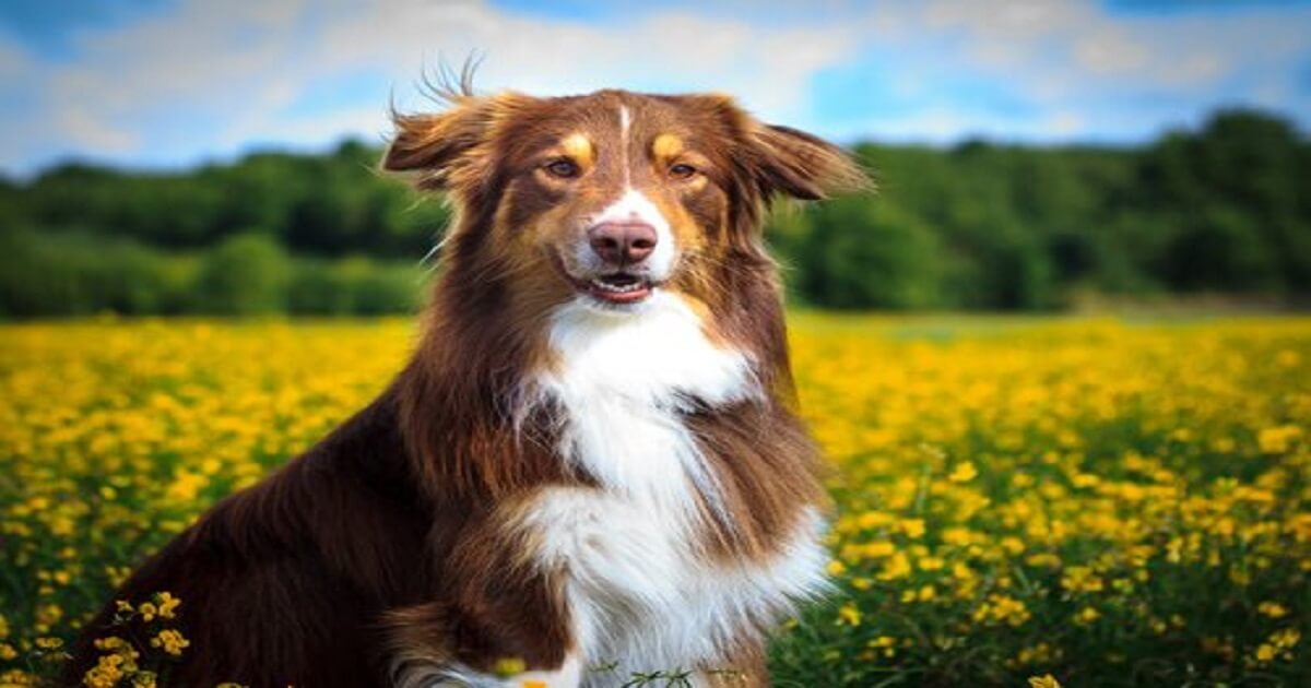 cão-no-campo-2