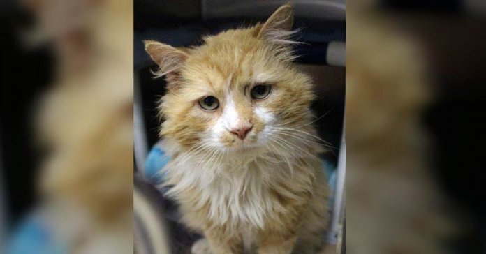Gato percorre 20 quilômetros para encontrar família que o abandonou e é rejeitado pela segunda vez