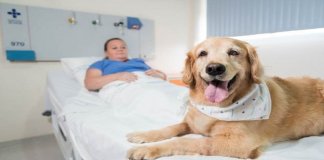 Hospitais autorizam visita de animais de estimação a pacientes internados
