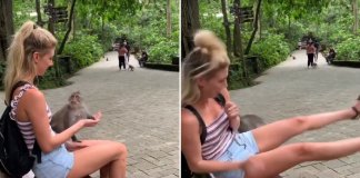 Macaco “dá bofetada” a turista que fingiu ter comida para lhe dar