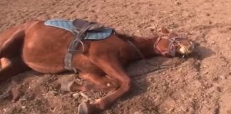 Tragam o Oscar! Cavalo se finge de morto quando tentam montá-lo