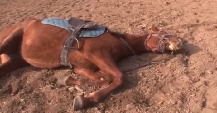 Tragam o Oscar! Cavalo se finge de morto quando tentam montá-lo