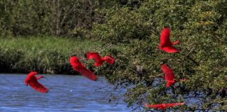 “Flamingos” voltam após 200 anos e encantam Florianópolis