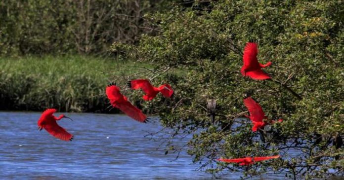 “Flamingos” voltam após 200 anos e encantam Florianópolis