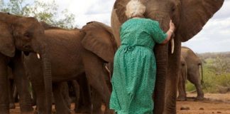 Elefantes órfãos fazem fila para abraçar a mulher que os criou