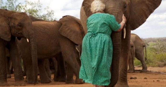 Elefantes órfãos fazem fila para abraçar a mulher que os criou