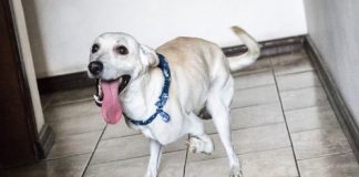Cachorro deficiente que foi abandonado 2 vezes no mesmo dia tem fila de interessados na sua adoção