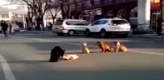 Cães bloqueiam o tráfego para proteger o amigo de quatro patas atropelado (Vídeo)