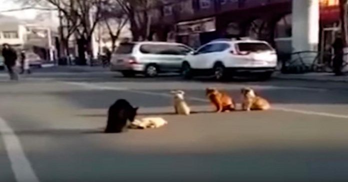 Cães bloqueiam o tráfego para proteger o amigo de quatro patas atropelado (Vídeo)