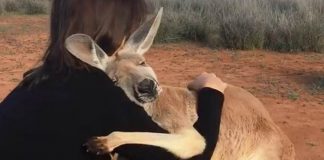 Canguru não para de abraçar os voluntários que o salvaram na Austrália