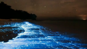 agrandeartedeserfeliz.com - "Oceano de estrelas”: Maldivas têm praias que brilham durante a noite; veja vídeo