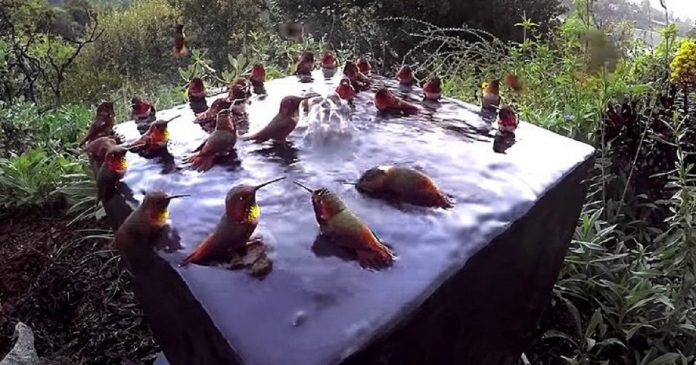 Vídeo captura incrível momento em que beija-flores tomam banho juntos