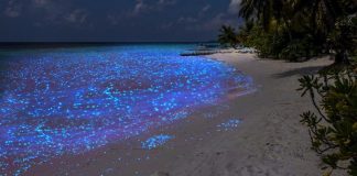 “Oceano de estrelas”: Maldivas têm praias que brilham durante a noite; veja vídeo