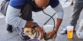 Veterinário dedica seu tempo livre aos animais de rua e atende de graça